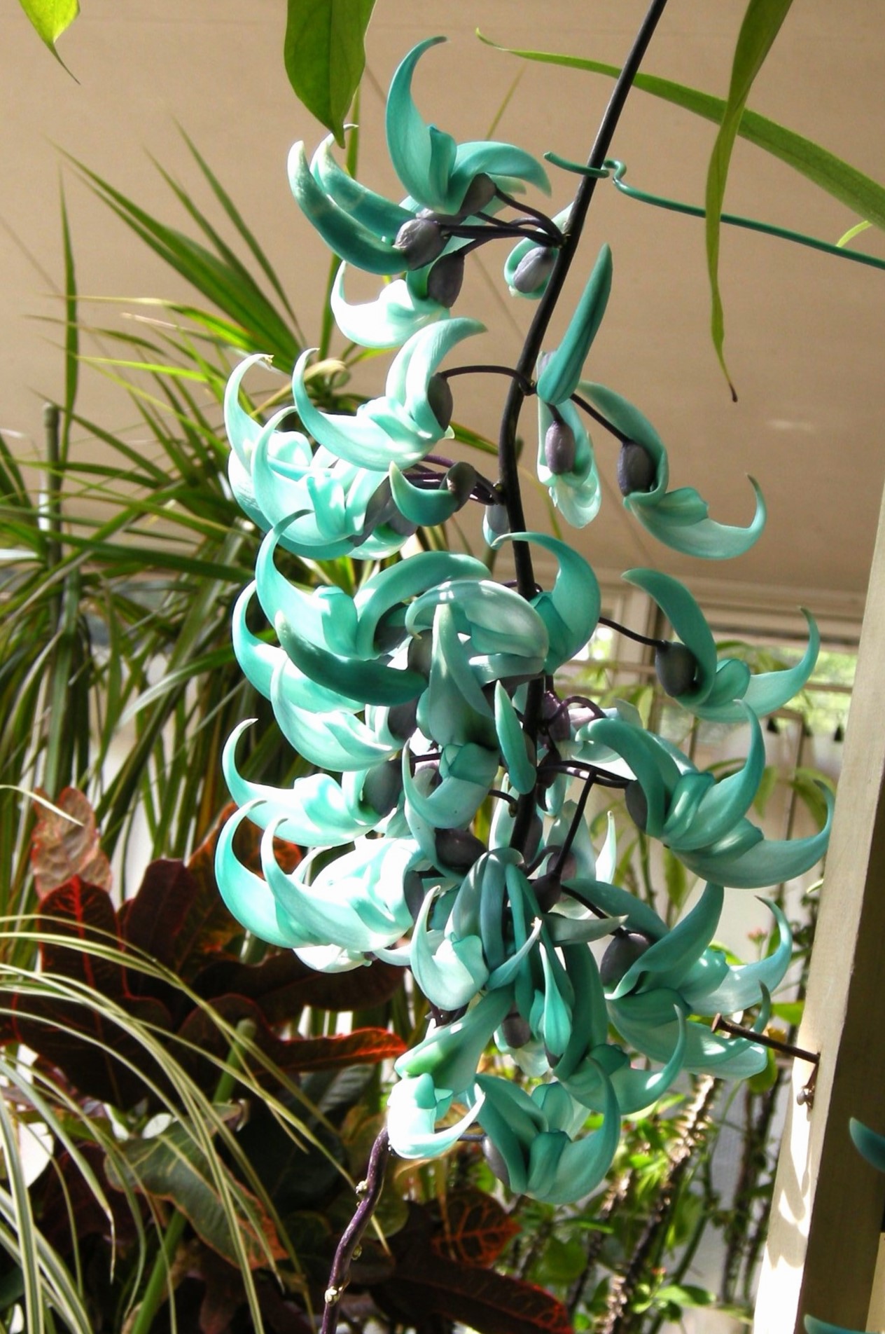 259．《ヒスイカズラ（翡翠葛） 英名 ジェイドバインjade vine